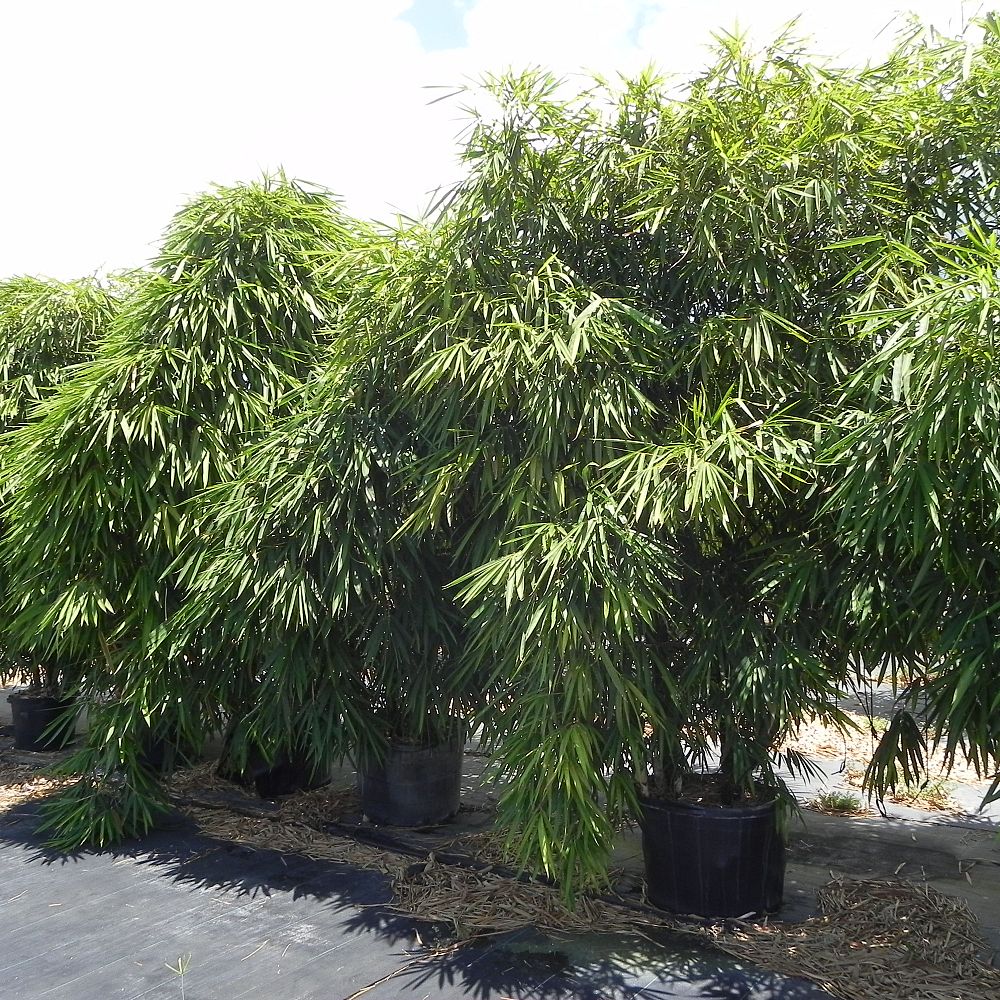 bambusa-vulgaris-wamin-dwarf-buddha-belly-bamboo