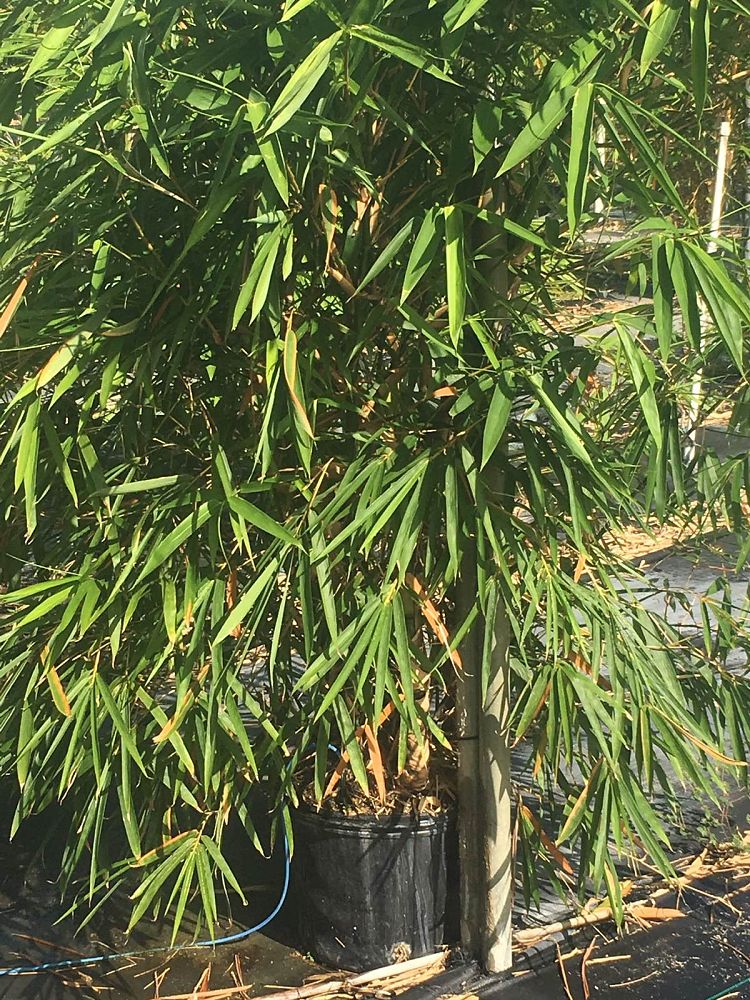 bambusa-vulgaris-wamin-dwarf-buddha-belly-bamboo