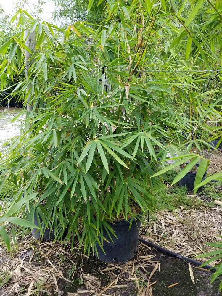 bambusa-vulgaris-wamin-dwarf-buddha-belly-bamboo