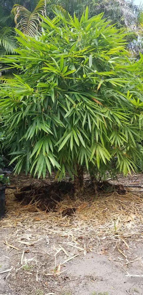 bambusa-vulgaris-wamin-dwarf-buddha-belly-bamboo