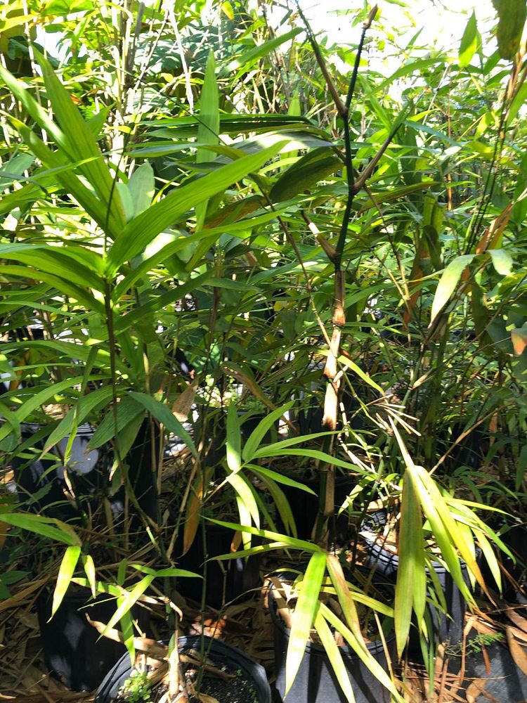 bambusa-vulgaris-wamin-dwarf-buddha-belly-bamboo