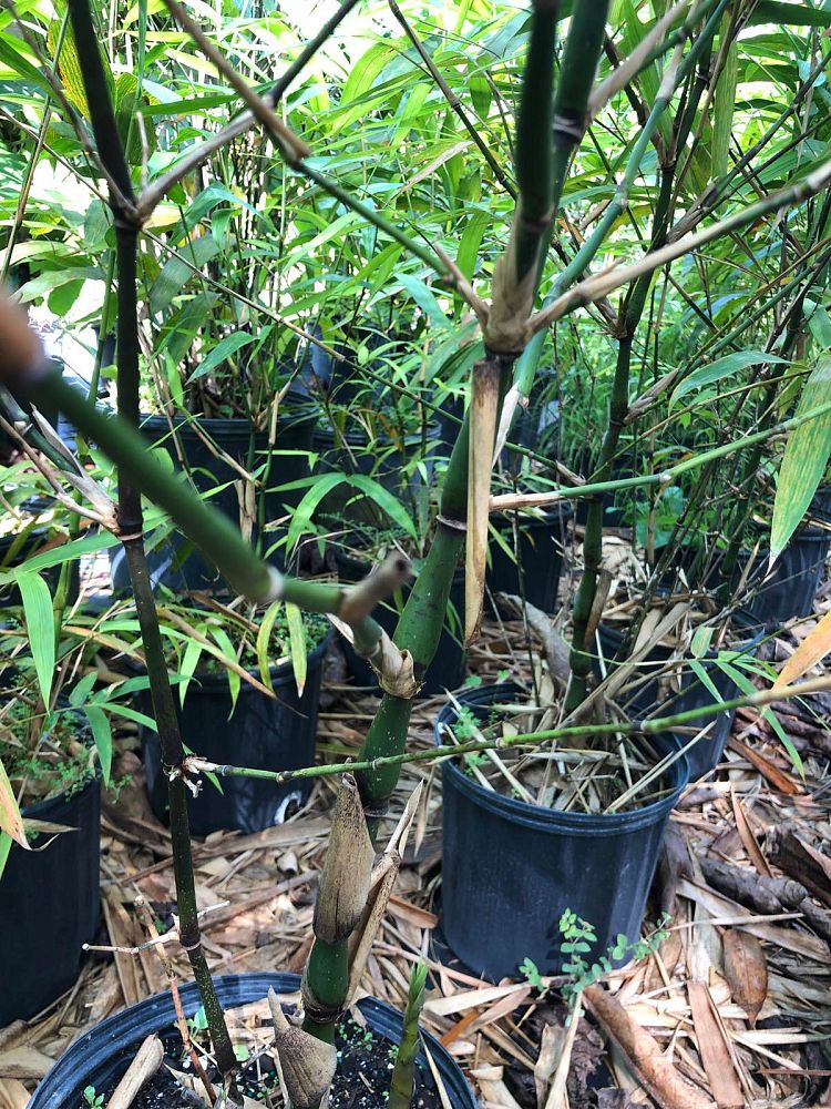 bambusa-vulgaris-wamin-dwarf-buddha-belly-bamboo