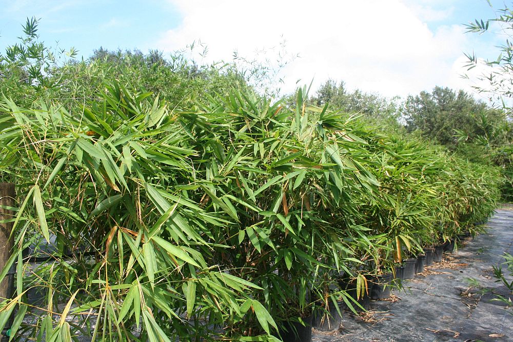 bambusa-vulgaris-wamin-dwarf-buddha-belly-bamboo
