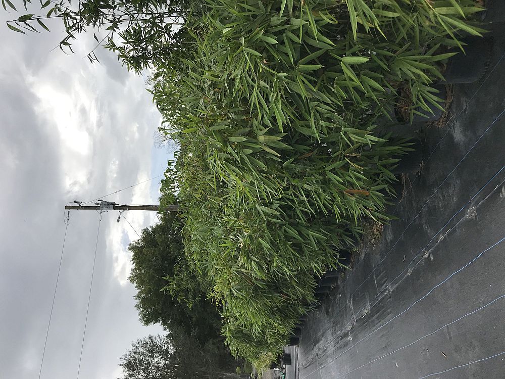 bambusa-vulgaris-wamin-dwarf-buddha-belly-bamboo