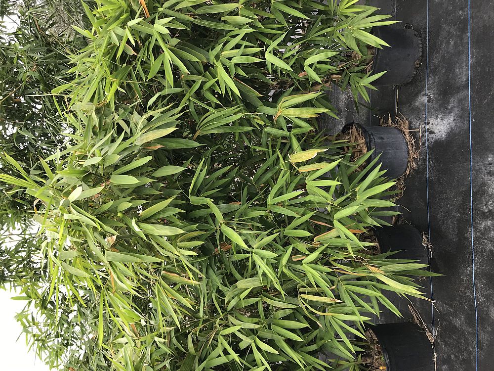 bambusa-vulgaris-wamin-dwarf-buddha-belly-bamboo