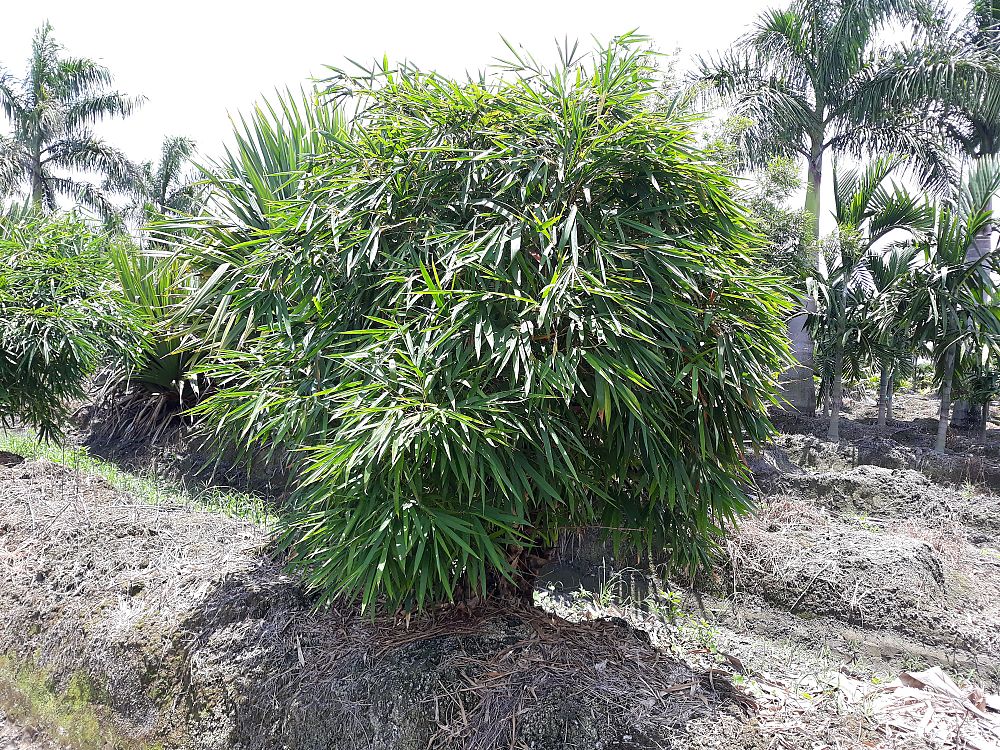 bambusa-vulgaris-wamin-dwarf-buddha-belly-bamboo