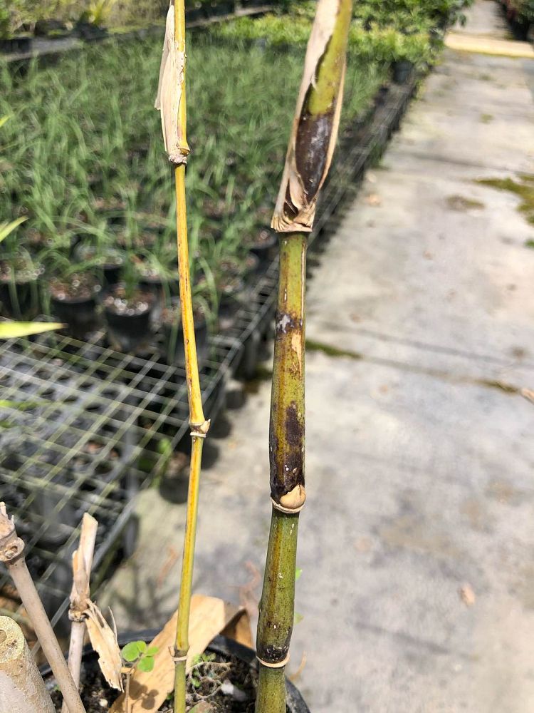 bambusa-vulgaris-wamin-dwarf-buddha-belly-bamboo