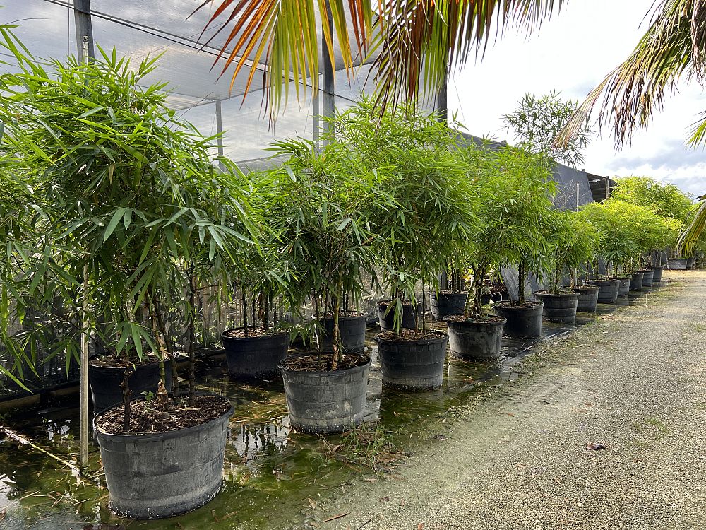 bambusa-vulgaris-wamin-dwarf-buddha-belly-bamboo
