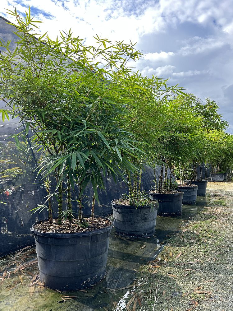 bambusa-vulgaris-wamin-dwarf-buddha-belly-bamboo