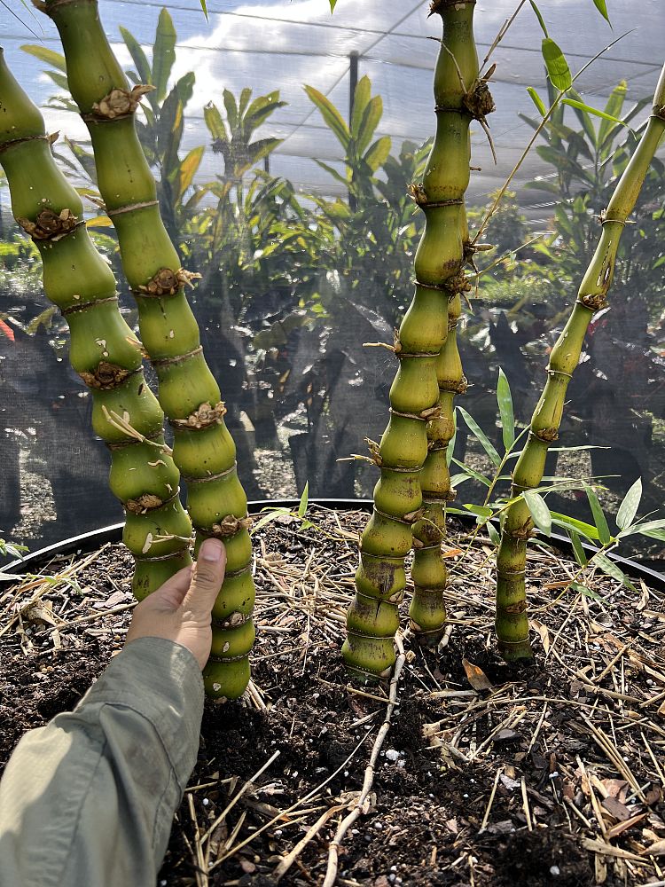 bambusa-vulgaris-wamin-dwarf-buddha-belly-bamboo