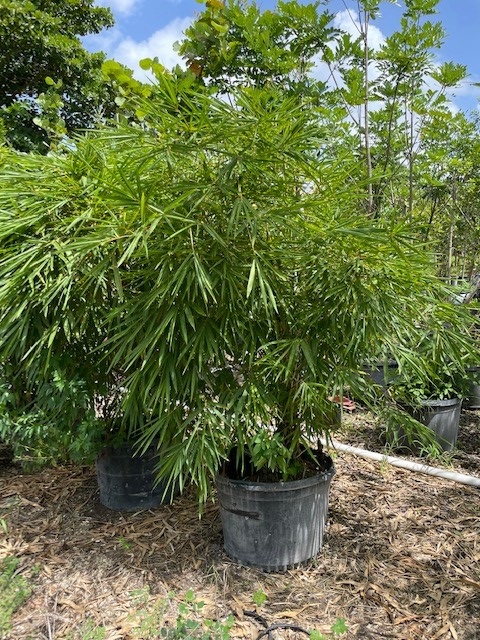 bambusa-vulgaris-wamin-dwarf-buddha-belly-bamboo