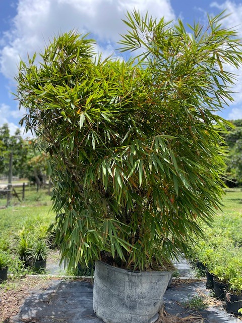 bambusa-vulgaris-wamin-dwarf-buddha-belly-bamboo