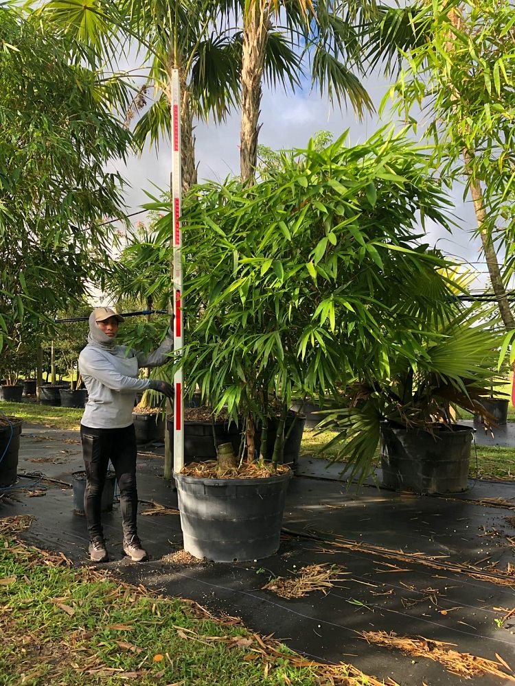 bambusa-vulgaris-wamin-dwarf-buddha-belly-bamboo