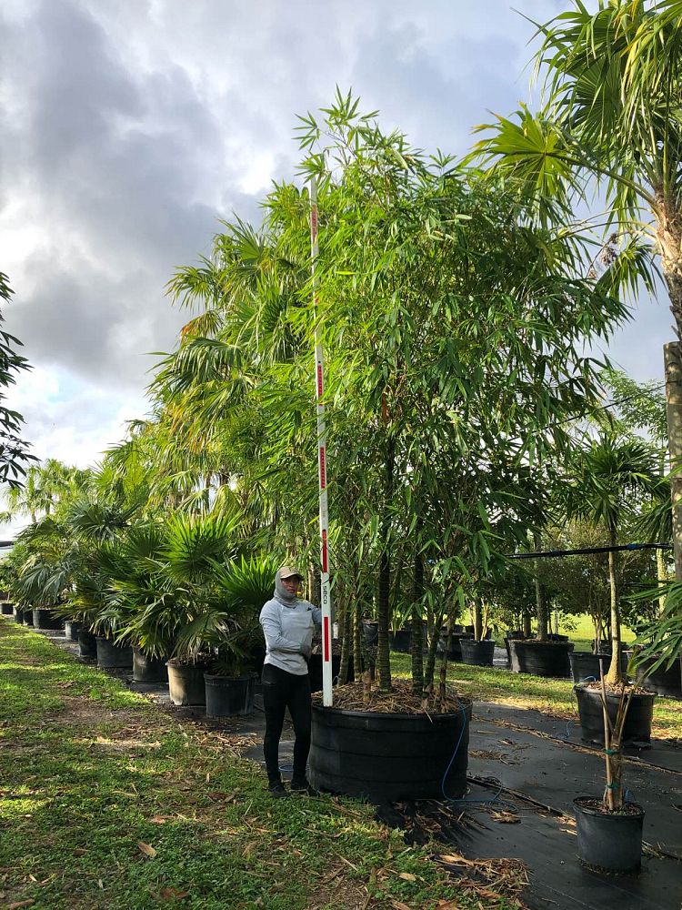 bambusa-vulgaris-wamin-dwarf-buddha-belly-bamboo