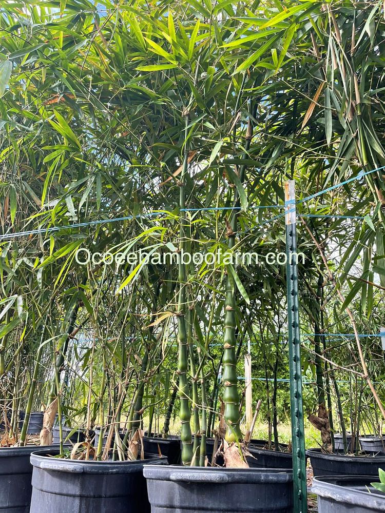 bambusa-vulgaris-wamin-dwarf-buddha-belly-bamboo