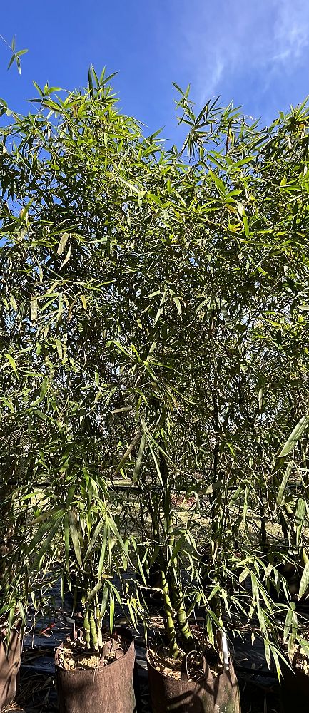 bambusa-vulgaris-wamin-dwarf-buddha-belly-bamboo