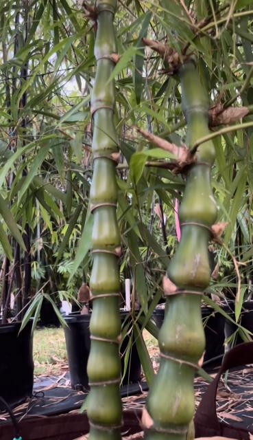 bambusa-vulgaris-wamin-dwarf-buddha-belly-bamboo