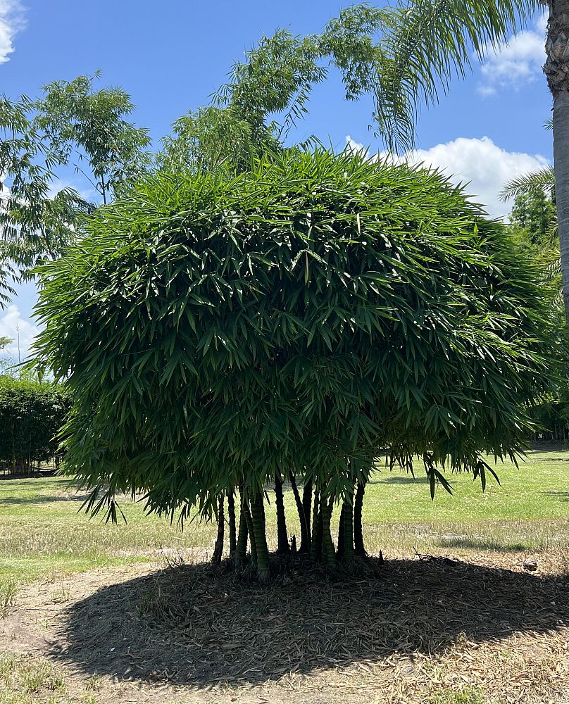 bambusa-vulgaris-wamin-dwarf-buddha-belly-bamboo