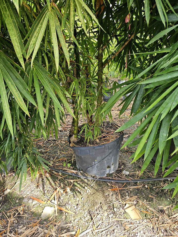 bambusa-vulgaris-wamin-dwarf-buddha-belly-bamboo