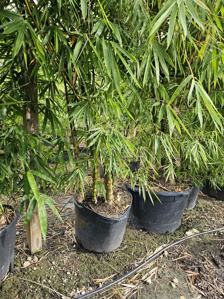 bambusa-vulgaris-wamin-dwarf-buddha-belly-bamboo
