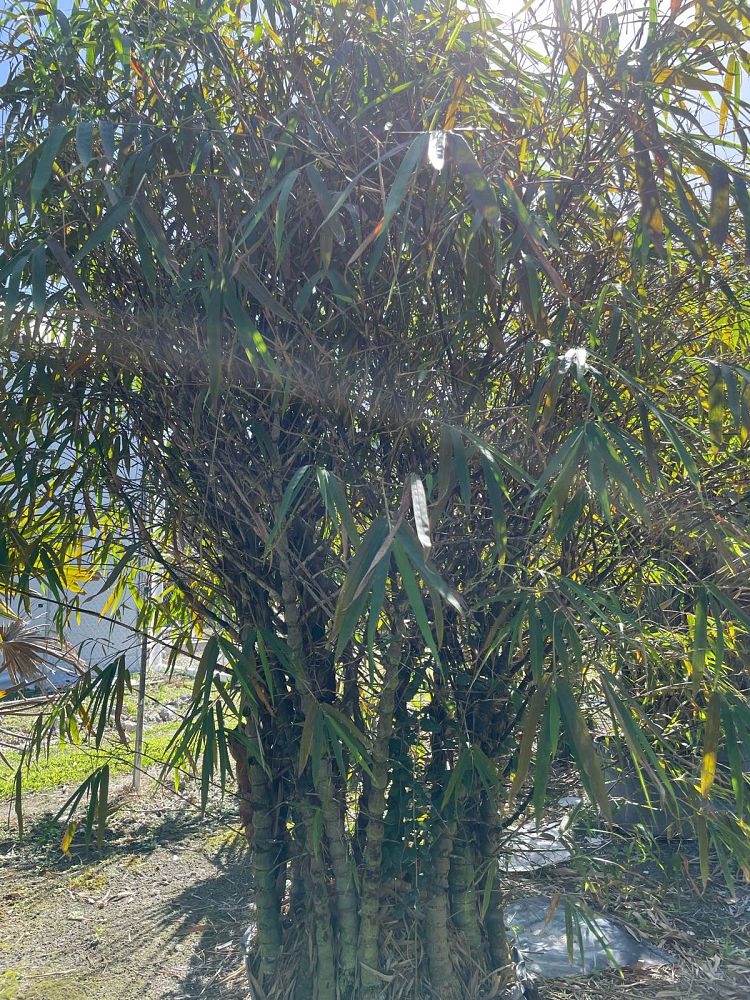 bambusa-vulgaris-wamin-dwarf-buddha-belly-bamboo