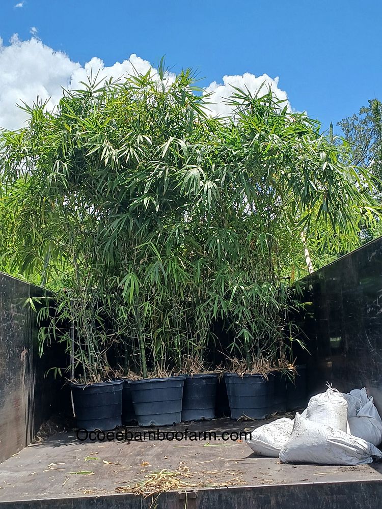 bambusa-vulgaris-wamin-dwarf-buddha-belly-bamboo