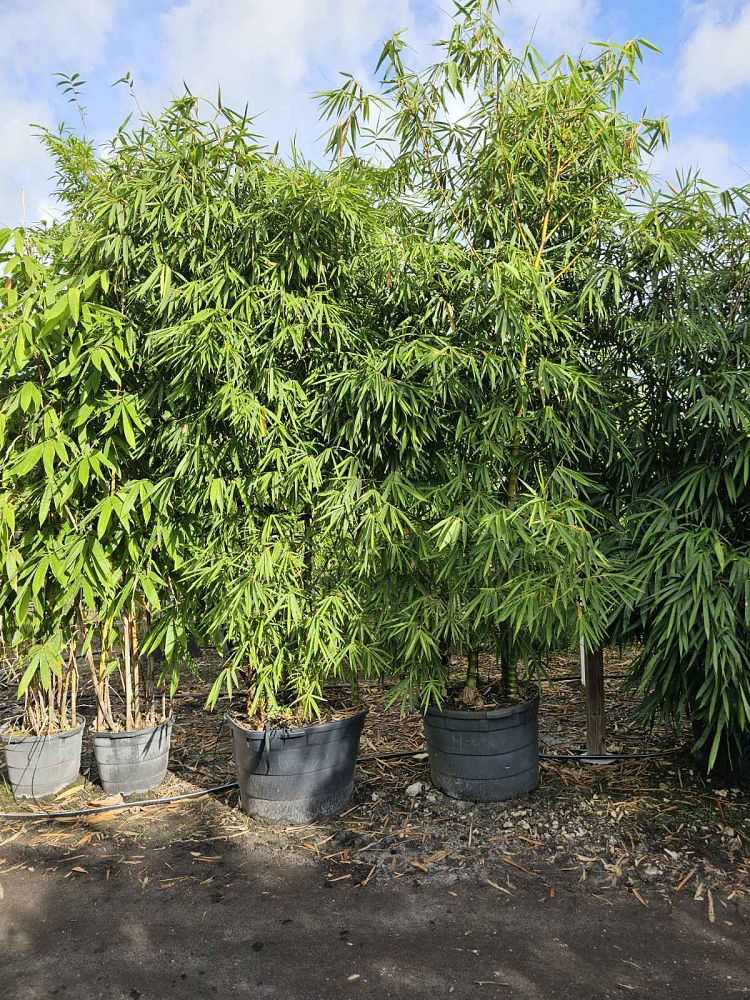 bambusa-vulgaris-wamin-dwarf-buddha-belly-bamboo