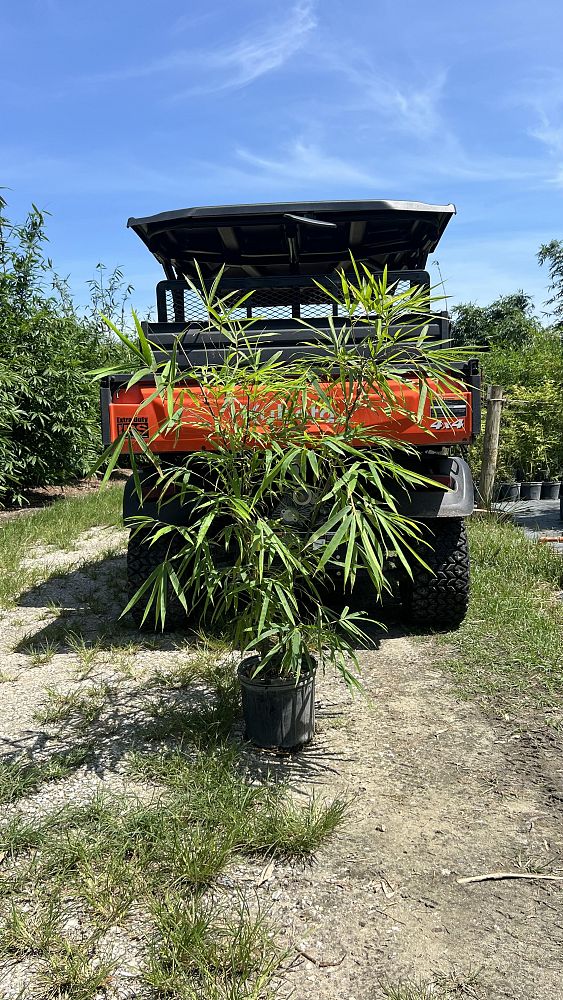 bambusa-vulgaris-wamin-dwarf-buddha-belly-bamboo