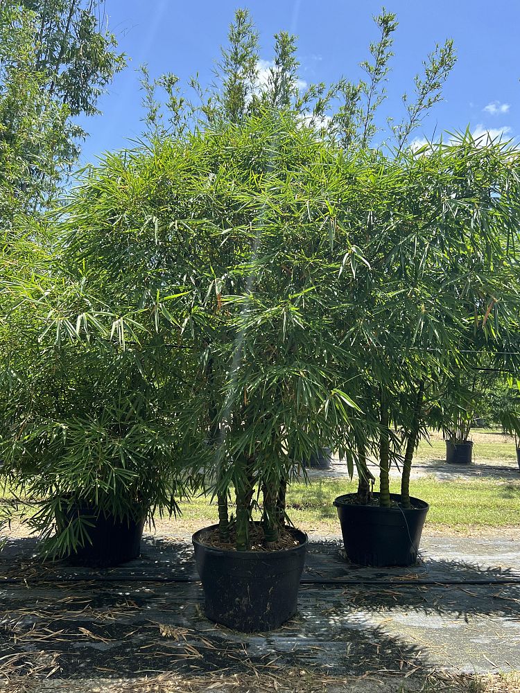 bambusa-vulgaris-wamin-dwarf-buddha-belly-bamboo