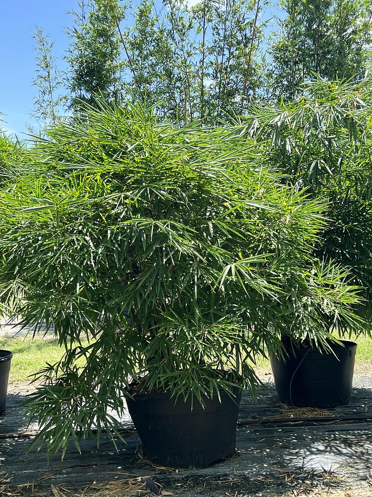 bambusa-vulgaris-wamin-dwarf-buddha-belly-bamboo