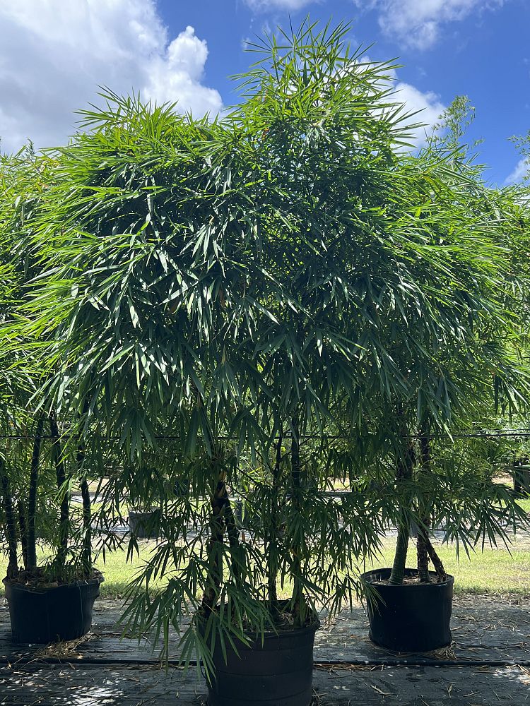 bambusa-vulgaris-wamin-dwarf-buddha-belly-bamboo