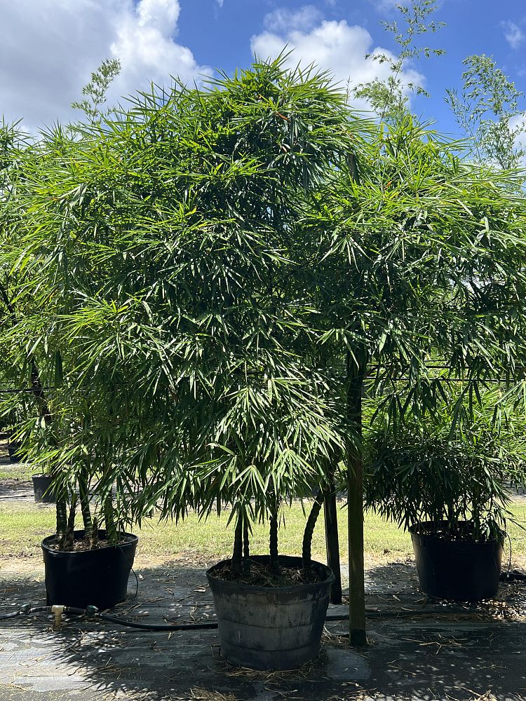 bambusa-vulgaris-wamin-dwarf-buddha-belly-bamboo