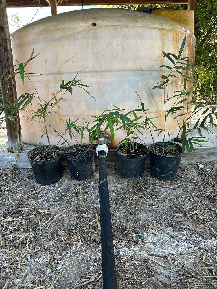 bambusa-vulgaris-wamin-dwarf-buddha-belly-bamboo