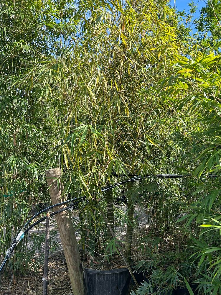 bambusa-vulgaris-wamin-dwarf-buddha-belly-bamboo