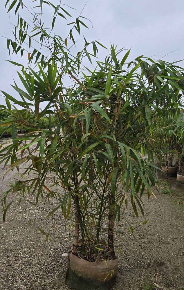 bambusa-vulgaris-wamin-dwarf-buddha-belly-bamboo