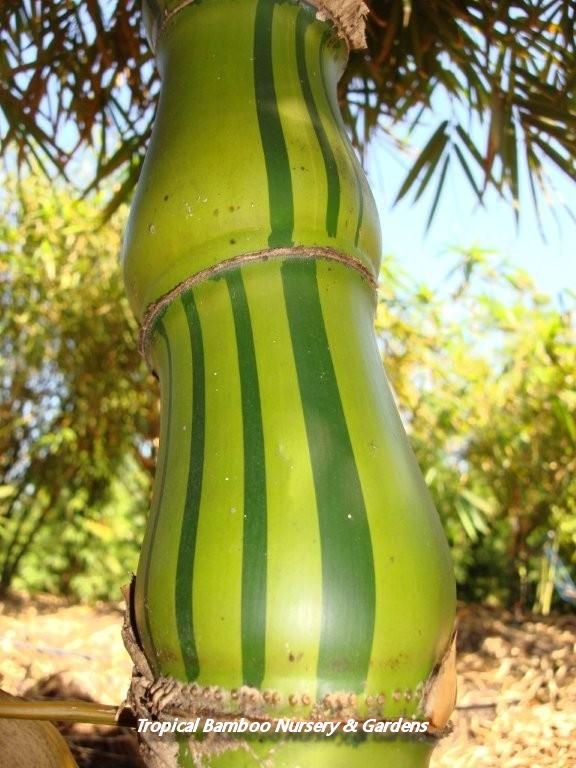 bambusa-vulgaris-wamin-striata-striped-buddha-belly-bamboo