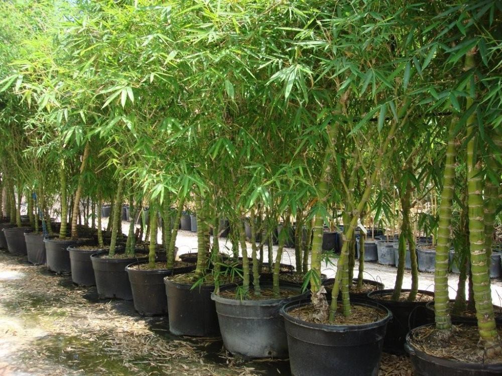 bambusa-vulgaris-wamin-striata-striped-buddha-belly-bamboo