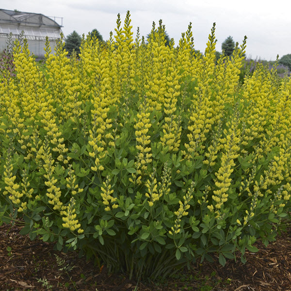 baptisia-american-goldfinch-false-indigo