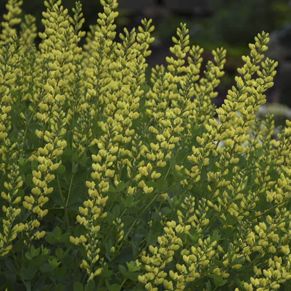 baptisia-american-goldfinch-false-indigo
