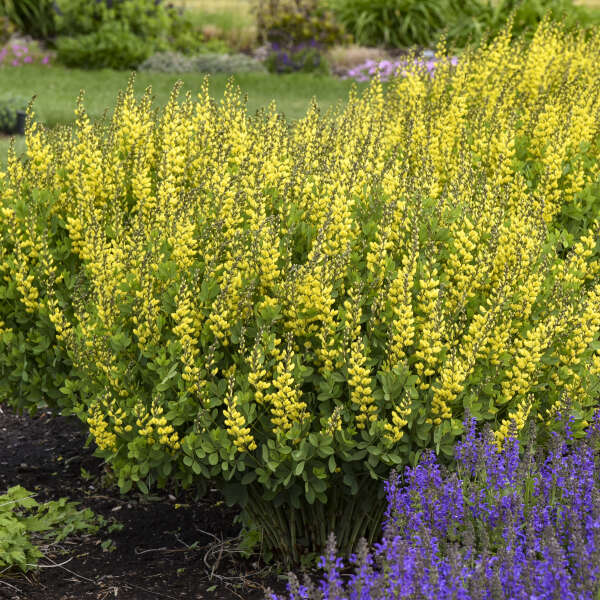 baptisia-american-goldfinch-false-indigo