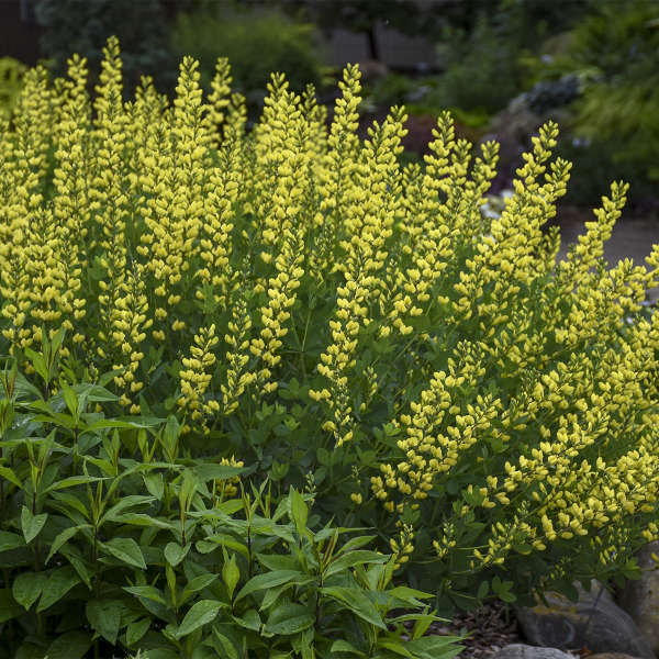 baptisia-american-goldfinch-false-indigo
