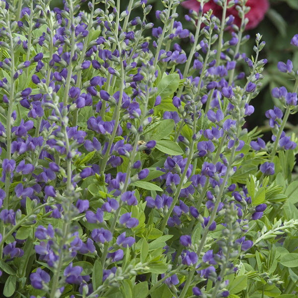 baptisia-australis-blue-false-indigo