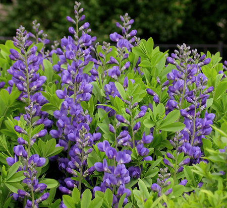 baptisia-australis-blue-false-indigo