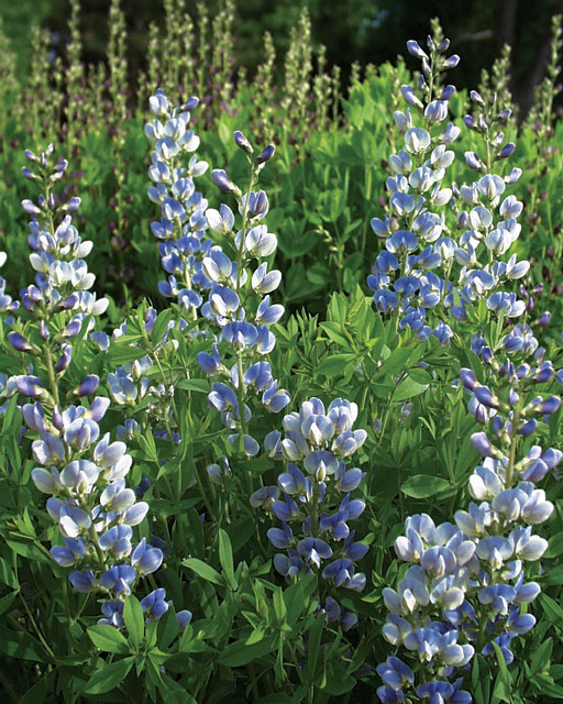 baptisia-australis-pixie-periwinkle-blue-wild-indigo-false-indigo