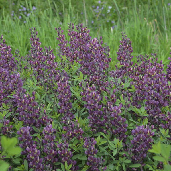 baptisia-burgundy-blast