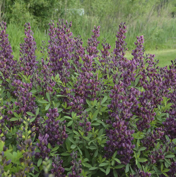 baptisia-burgundy-blast