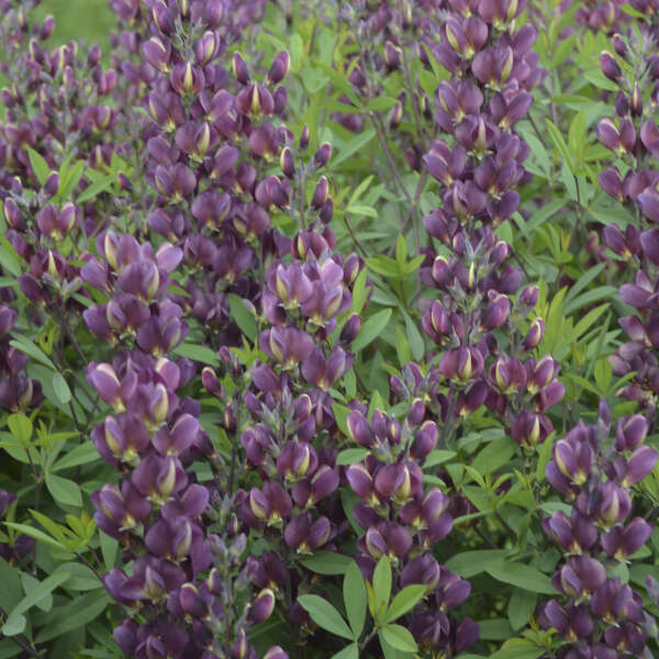 baptisia-burgundy-blast