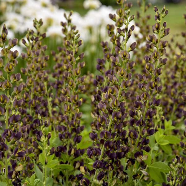 baptisia-decadence-dark-chocolate-false-indigo