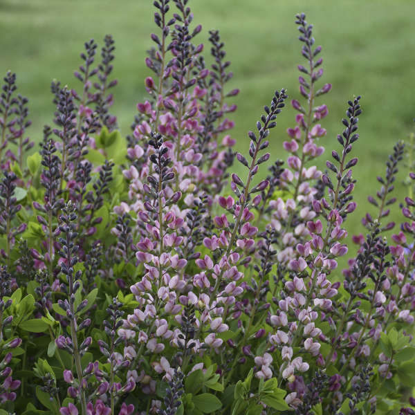 baptisia-decadence-pink-truffles-false-indigo