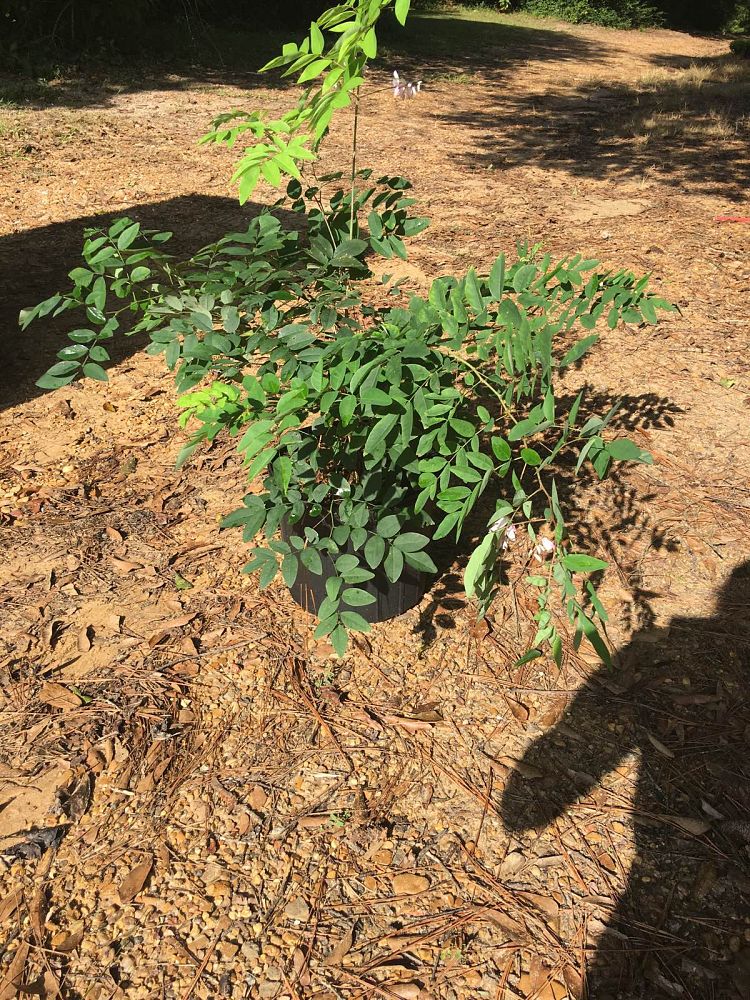 baptisia-false-indigo